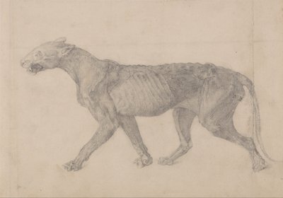 Vergleichende anatomische Darstellung der Struktur des menschlichen Körpers mit der eines Tigers und einer Kuh von George Stubbs